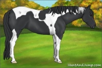Horse Color:Black Tobiano 