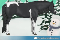 Horse Color:Black Tobiano 