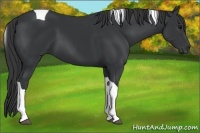 Horse Color:Black Tobiano 
