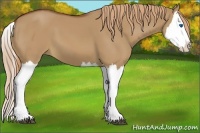 Horse Color:Red Dun Splash 