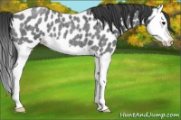 Horse Color:Blue Roan Splash Near Leopard 