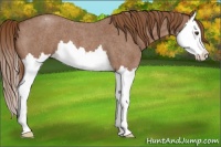 Horse Color:Red Roan Splash Appaloosa 