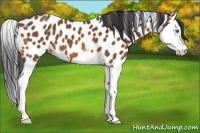 Horse Color:Bay Splash Appaloosa 