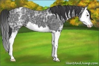 Horse Color:Black Ice Splash Appaloosa 