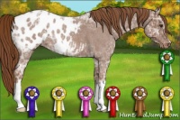 Horse Color:Red Ice Roan Appaloosa 