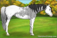 Horse Color:Blue Ice Roan Splash Appaloosa 