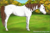 Horse Color:Chestnut Ice Splash Appaloosa 