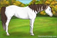 Horse Color:Classic Champagne Roan Splash Appaloosa Rabicano 