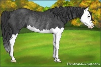 Horse Color:Black Splash Rabicano 