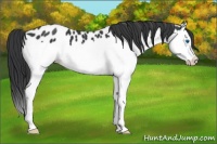 Horse Color:Black Splash Appaloosa 