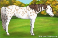 Horse Color:Amber Champagne Splash Appaloosa 
