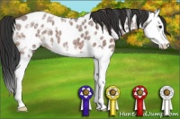 Horse Color:Bay Ice Roan Splash Appaloosa 