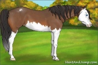 Horse Color:Bay Roan Splash Appaloosa 