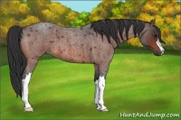 Horse Color:Bay Roan 