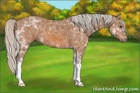 Horse Color:Silver Bay Ice 