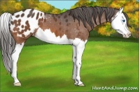 Horse Color:Brown Splash Appaloosa 
