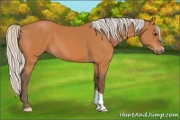Horse Color:Silver Bay 