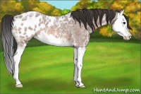 Horse Color:Bay Ice Roan Splash Appaloosa 