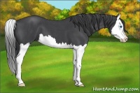 Horse Color:Blue Roan Splash 