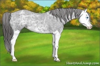 Horse Color:Black Ice Splash Appaloosa Rabicano 