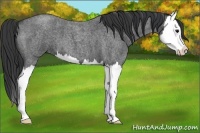 Horse Color:Blue Roan Splash 