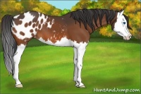 Horse Color:Bay Splash Appaloosa 