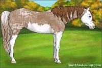 Horse Color:Chestnut Ice Splash Appaloosa 