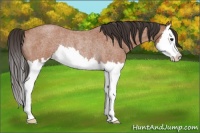 Horse Color:Bay Roan Splash Rabicano 