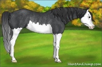 Horse Color:Black Splash Rabicano 