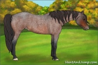 Horse Color:Bay Roan Varnish 