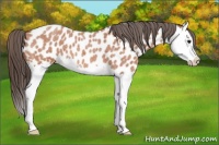 Horse Color:Bay Roan Splash Appaloosa 