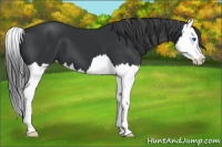 Horse Color:Black Splash 