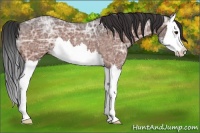 Horse Color:Bay Ice Roan Splash 
