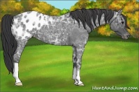 Horse Color:Blue Ice Roan Appaloosa 