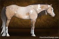 Horse Color:Sable Champagne Splash  and White Spotted Amber Champagne Splash 