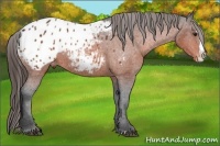 Horse Color:Brown Sabino Splash Blanket 