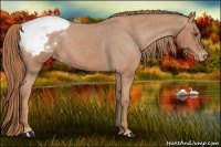 Horse Color:Red Roan Appaloosa 
