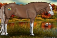 Horse Color:Chestnut Splash 