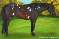 Horse Color:White Spotted Brown 
