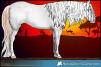 Horse Color:Classic Champagne Roan Pearl Dun Tobiano Appaloosa 