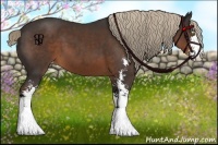 Horse Color:Liver Chestnut Sabino Appaloosa 