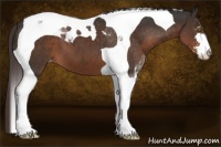 Horse Color:Liver Chestnut Sabino Tobiano Appaloosa 