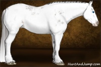 Horse Color:Liver Chestnut Sabino Splash Appaloosa 