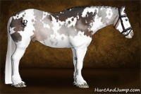 Horse Color:White Spotted Liver Chestnut Sabino Splash