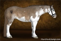 Horse Color:Liver Chestnut Sabino Splash 