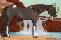 Horse Color:Liver Red Roan Tobiano