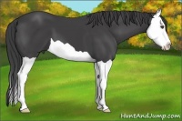 Horse Color:Smoky Black Splash