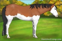 Horse Color:Bay Splash 