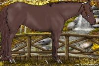 Horse Color:Chocolate Smoky Black Sabino 