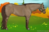 Horse Color:Liver Red Dun 